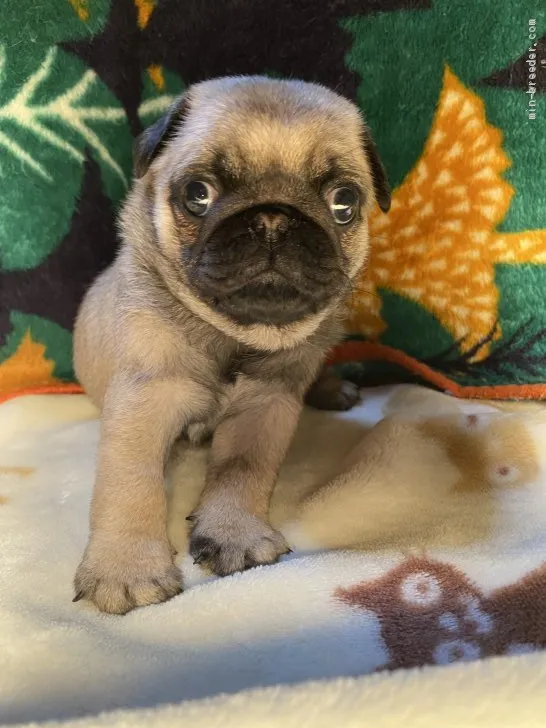 ID：2005-00609の子犬