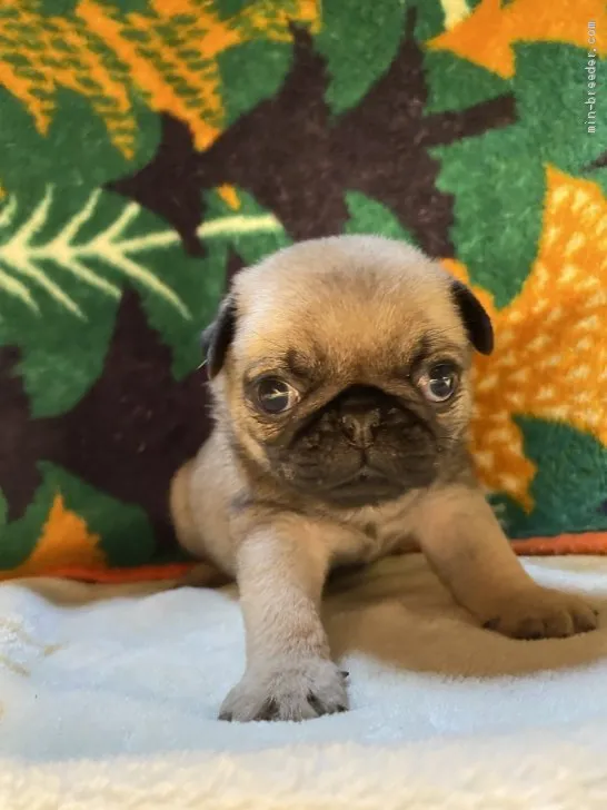 ID：2005-01515の子犬