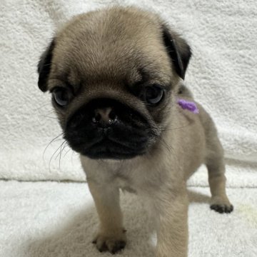 パグ【岡山県・男の子・2023年10月26日・フォーン】の写真「いつも走り回ってます♪」