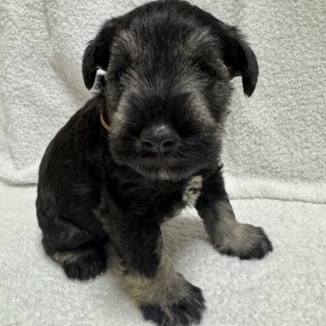 ミニチュアシュナウザー【岡山県・男の子・2023年10月19日・ソルト&ペッパー】の写真「マイペース男の子♪」