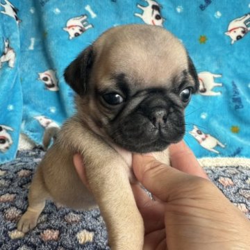 パグ【岡山県・女の子・2023年10月11日・フォーン】の写真「元気な女の子♪」