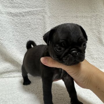 パグ【岡山県・女の子・2023年10月11日・ブラック】の写真「小ぶりな女の子♡」