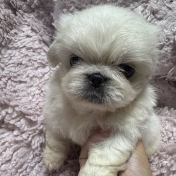 ペキニーズ【岡山県・男の子・2024年5月23日・ホワイト】の写真「スクスク成長中♡」