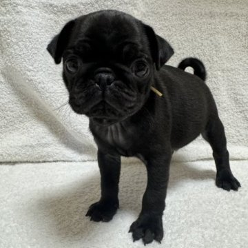 パグ【岡山県・男の子・2023年10月11日・ブラック】の写真「わんぱく男の子☆」