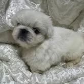 ペキニーズ【岡山県・男の子・2024年5月23日・ホワイト】の写真2