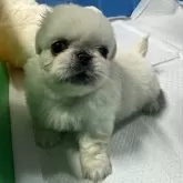 ペキニーズ【岡山県・男の子・2024年5月23日・ホワイト】の写真5