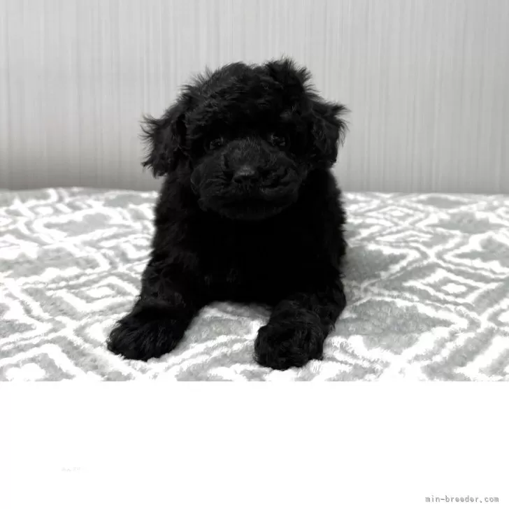 ID：2504-01619の子犬