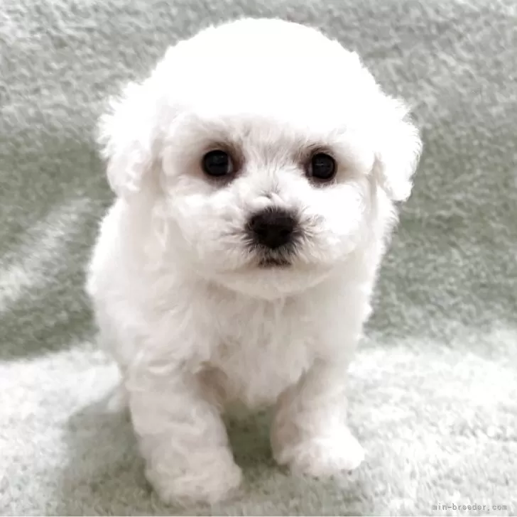 ID:2507-08477の子犬