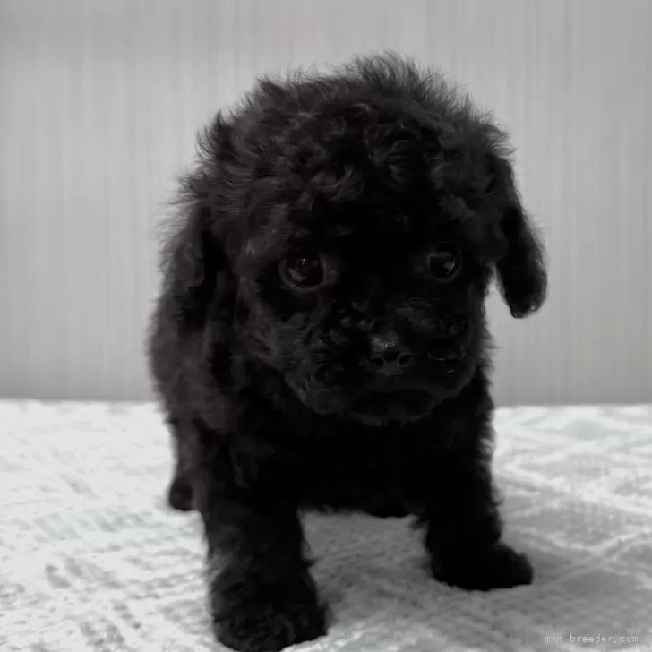 ID：2411-01547の子犬