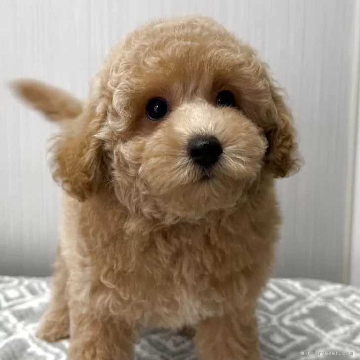 ID：2508-04420の子犬