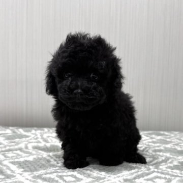 トイプードル(タイニー)【東京都・女の子・2025年2月8日・ブラック🐩】の写真「イチオシガール💕」