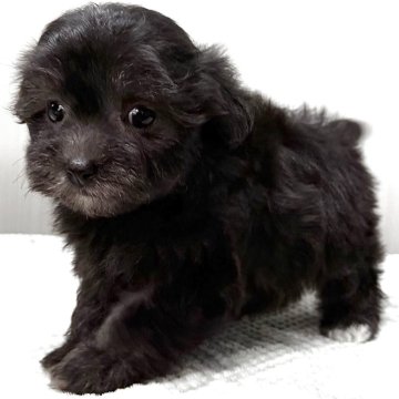 マルプー(トイプードル×マルチーズ)【東京都・女の子・2025年10月20日・グレー、シルバー🐩】の写真「希少グレー、シルバーの鼻短、ドワーフタイプ🐻」