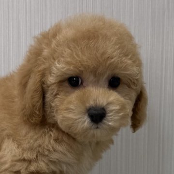 トイプードル(トイ)【東京都・女の子・2024年12月8日・アプリコット🐩】の写真「イチオシガール💕」