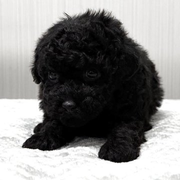 トイプードル(トイ)【東京都・女の子・2025年10月15日・ブラック🐩】の写真「まんまるおめめがチャームポイント🐤」