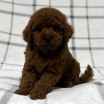 トイプードル(タイニー)【東京都・女の子・2025年7月14日・レッド🐩】の写真「イチオシガール💕」