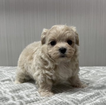 マルプー(マルチーズ×トイプードル)【東京都・女の子・2025年1月20日・クリーム🐩】の写真「鼻短、ドワーフタイプ🐻」