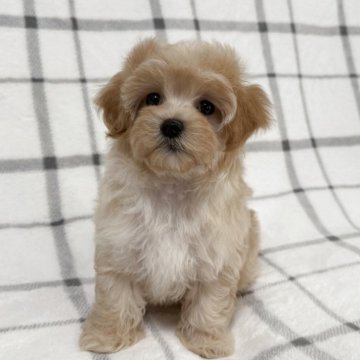 マルプー(マルチーズ×トイプードル)【東京都・女の子・2025年4月27日・アプリコット🐩】の写真「鼻短、ドワーフタイプ🐻」