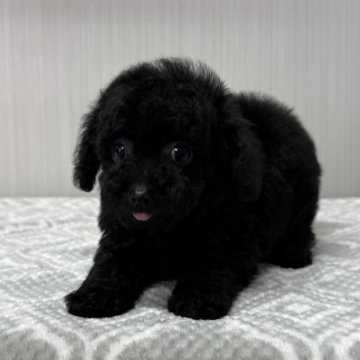 トイプードル(トイ)【東京都・男の子・2024年10月13日・ブラック🐩】の写真「ブラックフライデー価格💕」