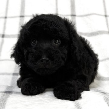 トイプードル(タイニー)【東京都・男の子・2025年7月6日・ブラック🐩】の写真「イチオシボーイ💕」