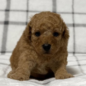 トイプードル(トイ)【東京都・男の子・2025年3月22日・レッド🐩】の写真「🐩チャンピオン直子🐩」