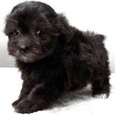 マルプー(トイプードル×マルチーズ)