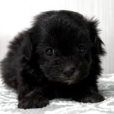 マルプー(トイプードル×マルチーズ)