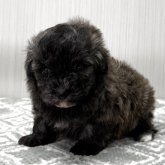 マルプー(トイプードル×マルチーズ)