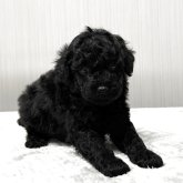 トイプードル(トイ)