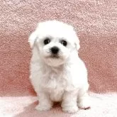 ビションフリーゼ【東京都・男の子・2025年6月15日・ホワイト】の写真1「父韓国系ビション🐶カワイイ💖」
