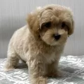 マルプー(マルチーズ×トイプードル)【東京都・女の子・2025年4月10日・アプリコット🐩】の写真2「🐶おっとりさん🐶」