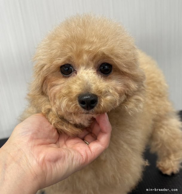 トイプードル【・女の子・2022年3月12日・レッド】