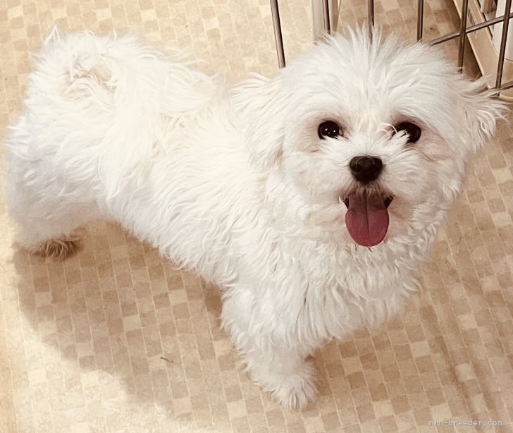 マルチーズ【・女の子・2022年8月12日・ホワイト】「ハクちゃん」