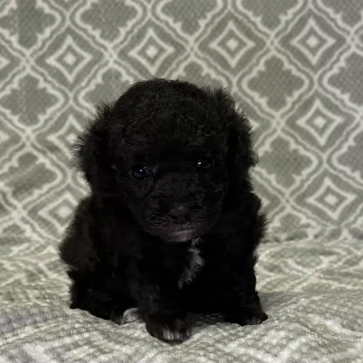 ID：2401-01670の子犬