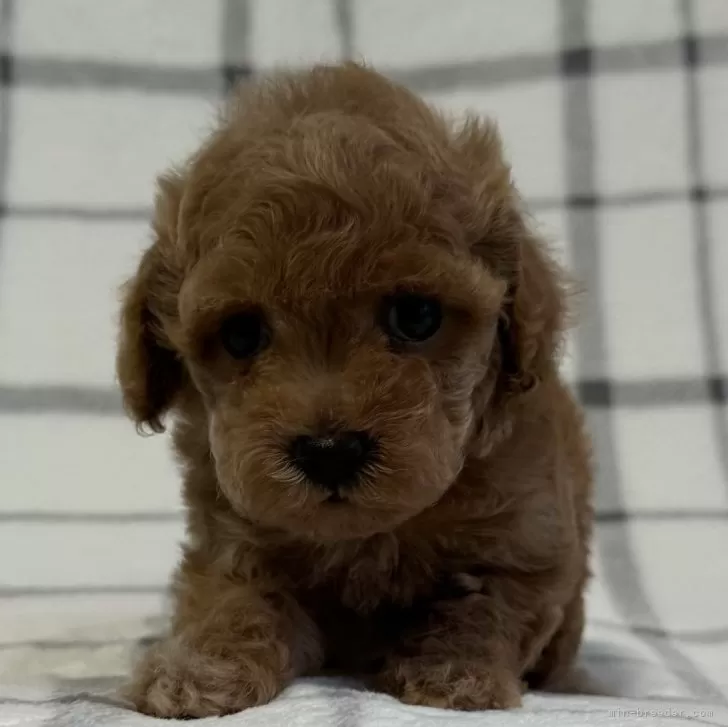 ID：2409-07013の子犬