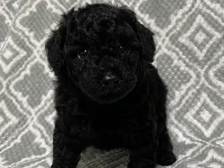 ID：2107-04069の子犬