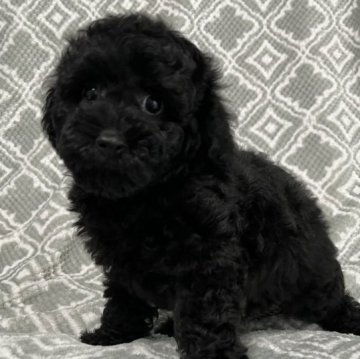 トイプードル(タイニー)【東京都・女の子・2023年4月3日・ブラック🐩】の写真「マズル短め、クマ顔タイプ🐻タイニー予想🐩」