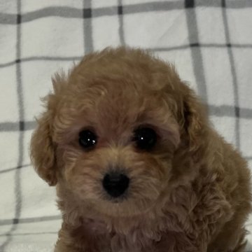 トイプードル(タイニー)【東京都・男の子・2024年6月26日・アプリコット🐩】の写真「サマーキャンペーン価格８月３１日迄💕」