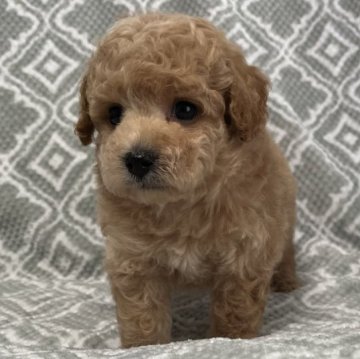 トイプードル(トイ)【東京都・男の子・2023年3月6日・アプリコット🐩】の写真「マズル短め、クマ顔タイプ🐻３キロ予想🐩」