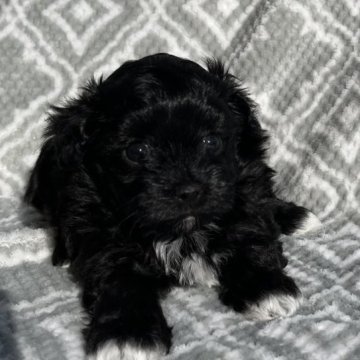 ミックス(ティーカッププードル×マルチーズ)【東京都・女の子・2023年8月28日・ブラックアンドホワイト🐩】の写真「鼻短、ドワーフタイプ🐻」