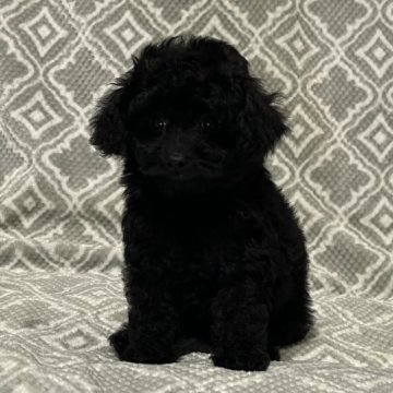 トイプードル(タイニー)【東京都・女の子・2023年8月14日・ブラック🐩】の写真「☃️ウィンターキャンペーン⛄️１１月２０日まで🙇」