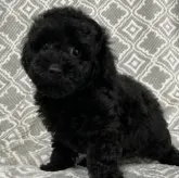 タイニープードル【東京都・女の子・2023年4月3日・ブラック🐩】の写真1「小ちゃくてカワイイ💖」