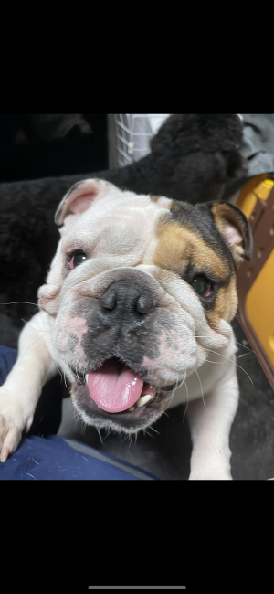 パグ ベビー｜野田　義明(のだ　よしあき)ブリーダー(千葉県・パグなど・JKC登録)の紹介写真2