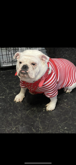 野田　義明(のだ　よしあき)ブリーダー(千葉県・パグなど・JKC登録)の紹介写真5