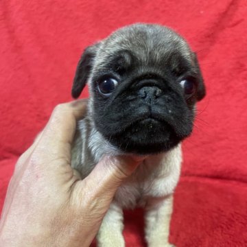 パグ【千葉県・女の子・2024年10月15日・フォーン】の写真「予約受付中❗️」