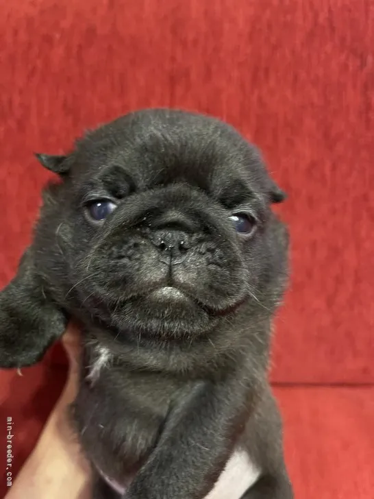 ID：2204-01254の子犬