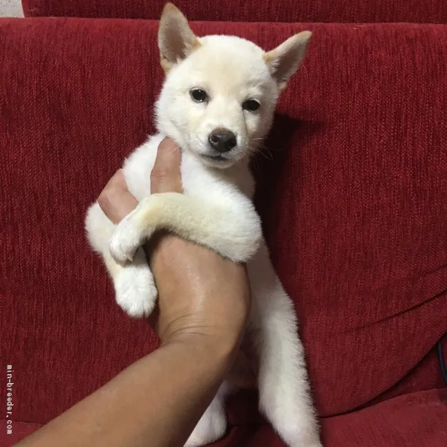 ID：2009-01776の子犬