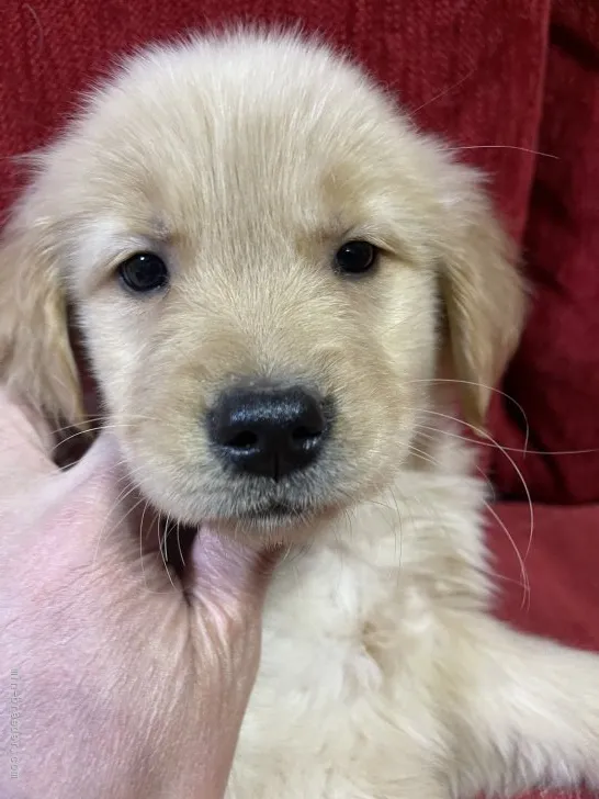 ID：2201-04177の子犬