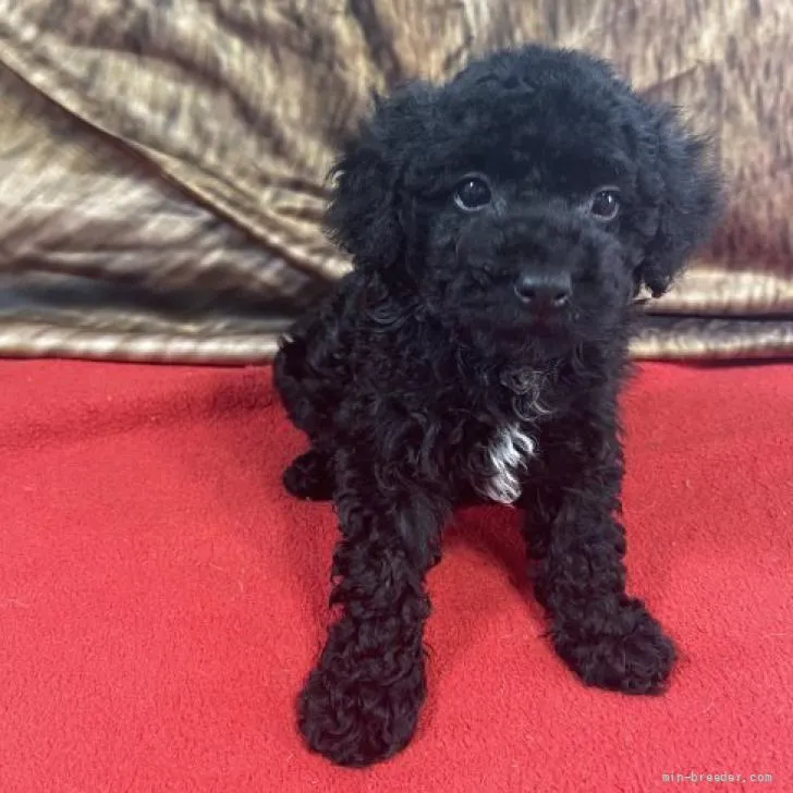 ID：2206-00895の子犬