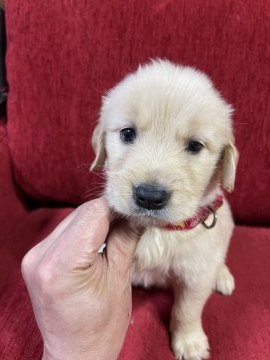ゴールデンレトリバー【千葉県・女の子・2021年8月23日・ゴールド】の写真「予約受付中❗️」