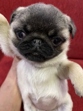 パグ【千葉県・女の子・2022年1月13日・フォーン】の写真「2回目ワクチン接種済み」